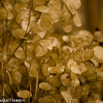 Lunaria Branches | Oregon Coastal Flowers LLC Lunaria Branches