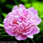 Medium Pink Peony Wedding Flowers | Oregon Coastal Flowers LLC Medium Pink Peony Wedding Flowers
