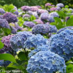 Medium sky blue hydrangeas | Oregon Coastal Flowers LLC Medium sky blue hydrangeas