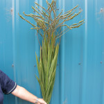 Montbretia Pods