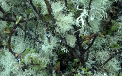 Grandma’s Apple Tree Mossy Branches