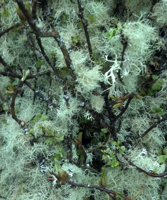 Grandma’s Apple Tree Mossy Branches