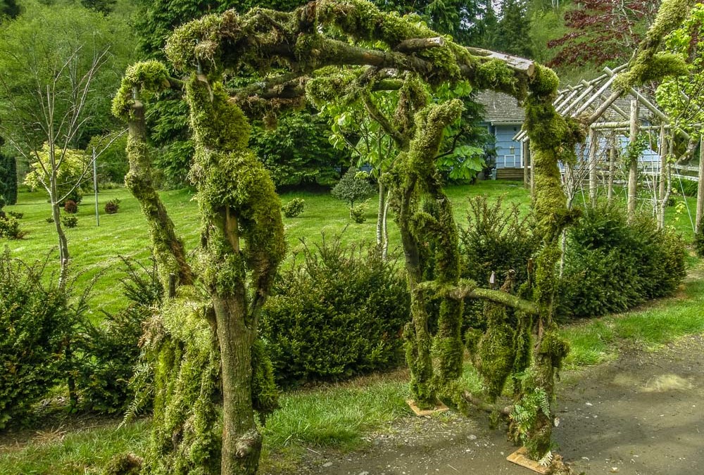 Natural Wood Arches