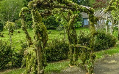 Organic and Custom Birch Wedding Arches