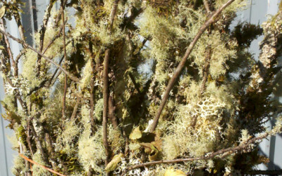 Fresh Mossy Branches