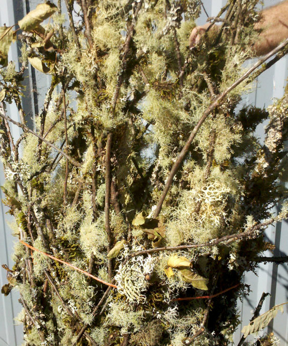 Fresh Mossy Branches