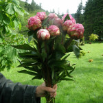 Mother's Day Pink Peonies