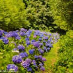 Naturally Grown Dark Blue Hydrangea | Oregon Coastal Flowers LLC Naturally Grown Dark Blue Hydrangea