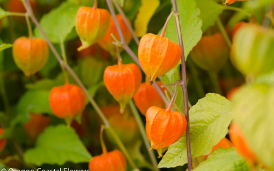 Bright Orange Chinese Lanterns