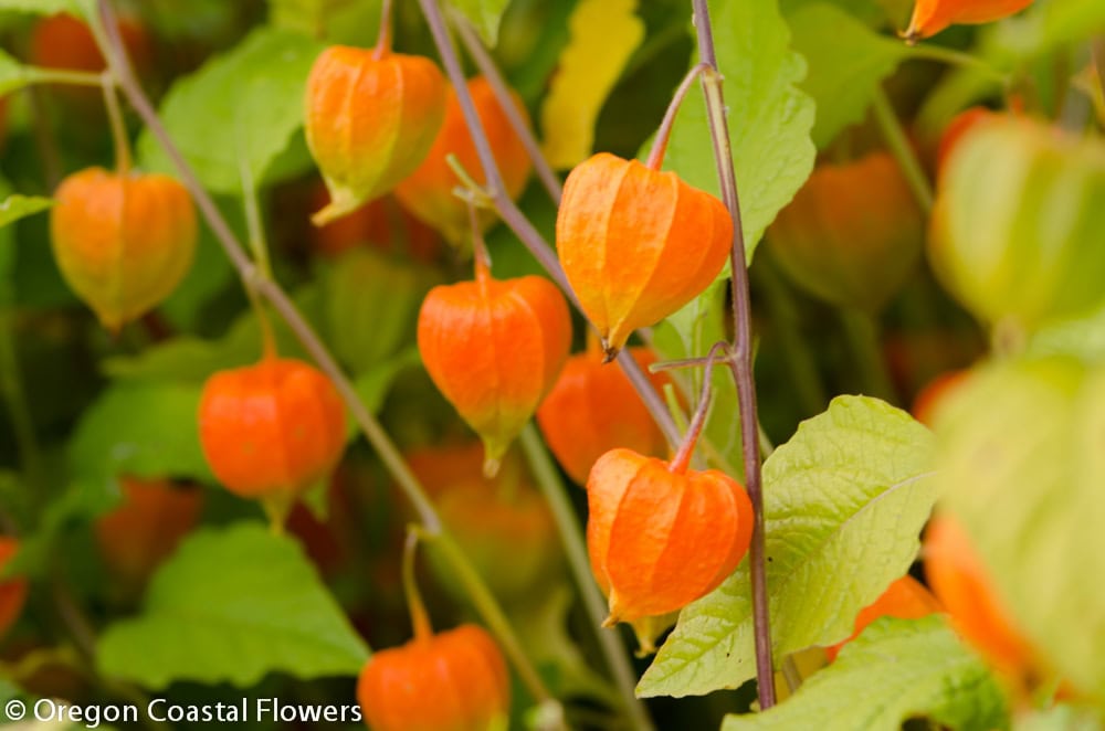 Bright Orange Chinese Lanterns