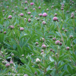 Oregon Grown Pink Peony Flowers | Oregon Coastal Flowers LLC Oregon Grown Pink Peony Flowers