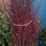 Ornamental Red Dogwood Branches