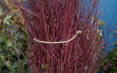 Red Dogwood Sticks