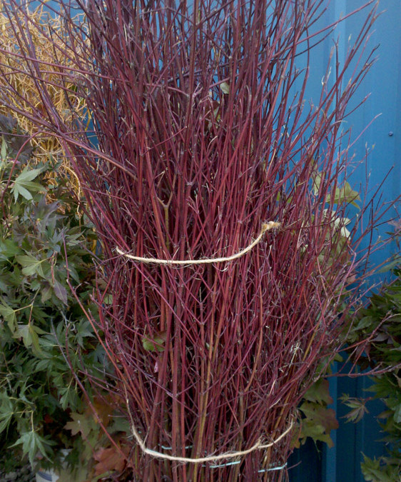 Red Dogwood Sticks