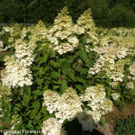 Pee Gee Hydrangea in Bloom | Oregon Coastal Flowers LLC Pee Gee Hydrangea in Bloom