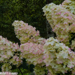 Pee Gee Hydrangeas | Oregon Coastal Flowers LLC Pee Gee Hydrangeas