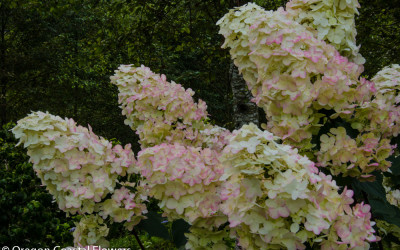 10.01.18 Pee Gee Hydrangeas Wholesale Flowers Fall Weddings