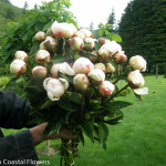 Spring Wedding Pink Peonies