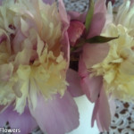 Peony Flowers for Your Wedding