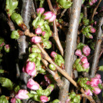Pink Blooming Cherry Blossom Branches
