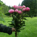 Pink Bridal Bouqet Peony Flowers | Oregon Coastal Flowers LLC Pink Bridal Bouqet Peony Flowers