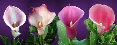 pink calla lily flower