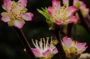 Pink Peach Blooming Branches | Oregon Coastal Flowers LLC Pink Peach Blooming Branches