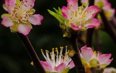 Pink Peach Blossoms