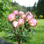 Pink Peonies for Mother's Day