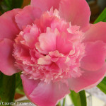Pink Peony Flowers | Oregon Coastal Flowers LLC Pink Peony Flowers
