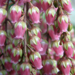 Pink Pieris Japonica