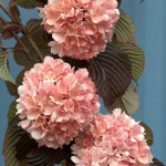 Pink Snowball Viburnum | Oregon Coastal Flowers LLC Pink Snowball Viburnum