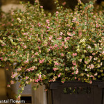 Pink Snowberry Winter Branches | Oregon Coastal Flowers LLC Pink Snowberry Winter Branches