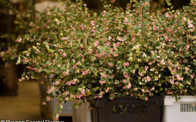 Farm Fresh Pink or Green/White Snowberries.