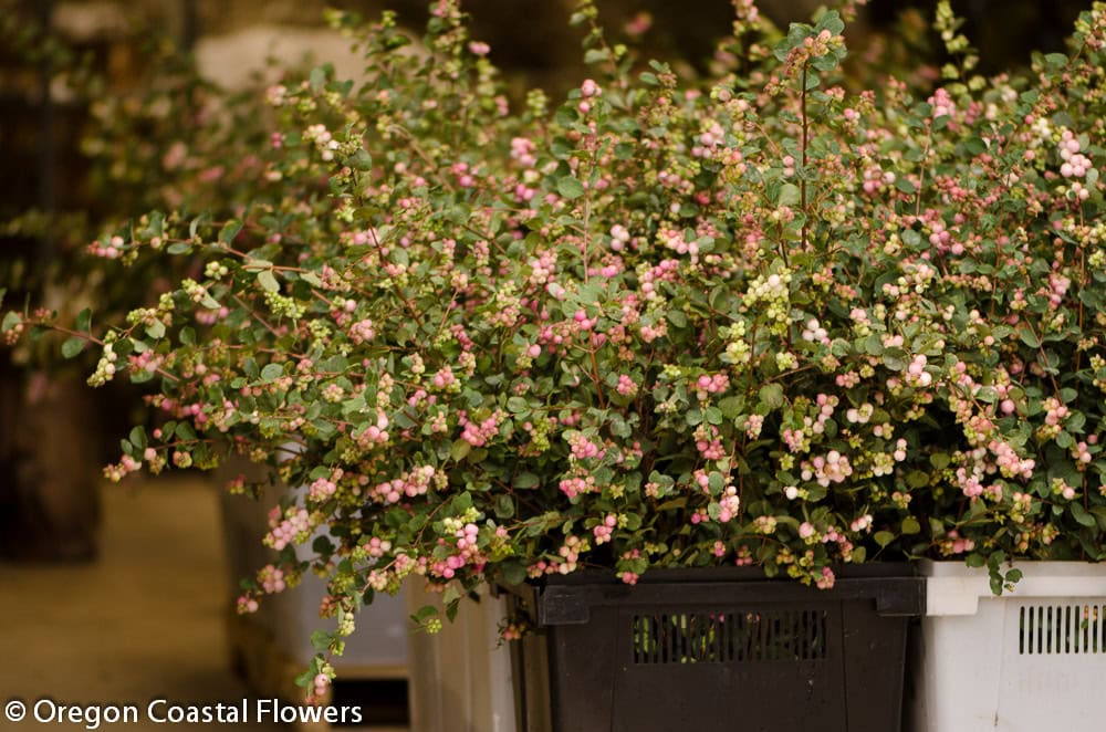 Farm Fresh Pink or Green/White Snowberries.