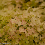 Pink Tinged Pee Gee Hydrangea | Oregon Coastal Flowers LLC Pink Tinged Pee Gee Hydrangea