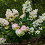 Pink Tinted Creamy White PeeGee Hydrangea | Oregon Coastal Flowers LLC Pink Tinted Creamy White PeeGee Hydrangea