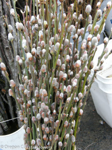 Pussy Willow Branches | Oregon Coastal Flowers LLC Pussy Willow Branches