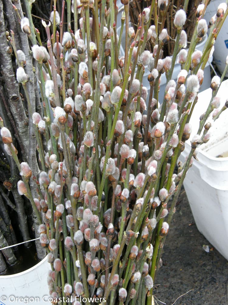 Pussy Willow branches
