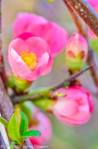 Quince Flowering Branch | Oregon Coastal Flowers LLC Quince Flowering Branch