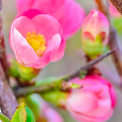 Quince Flowering Branch