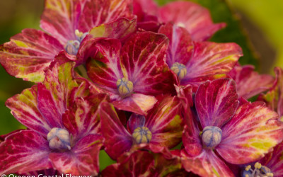 Tri-Color Hydrangea Pistacio Hydrangea Wedding Farm
