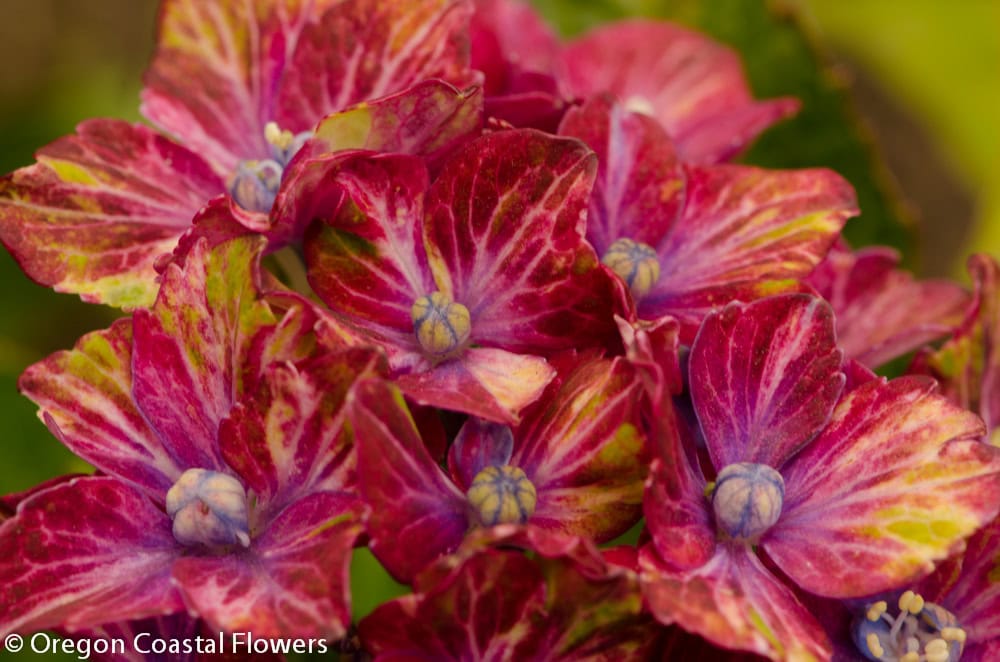 Red and Green Pistachio Hydrangea