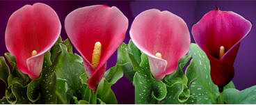 red calla lily