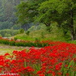Red Montbretia Crocosmia Blooming in the Field