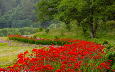 Red Blooming Montbretia