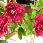 Red Peony Flowers | Oregon Coastal Flowers LLC Red Peony Flowers