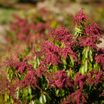 Red Pieris Japonica