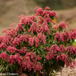 Red Pieris Japonica Branches