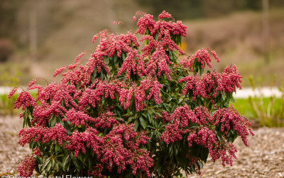 3.16.20 Pieris japonica, andromeda red, pink, & white.